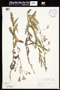 Image Associated With the Occurrence