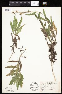 Mulgedium pulchellum image
