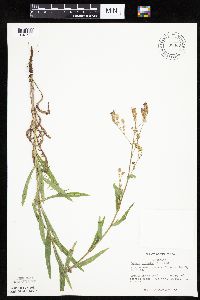 Mulgedium pulchellum image