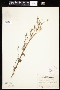 Mulgedium pulchellum image