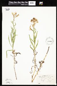 Mulgedium pulchellum image