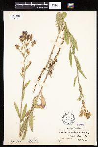 Mulgedium pulchellum image