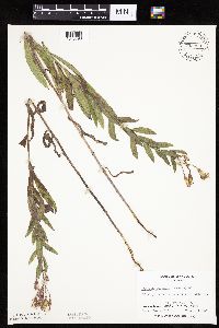 Mulgedium pulchellum image