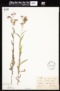 Mulgedium pulchellum image