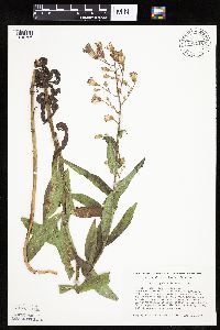 Mulgedium pulchellum image