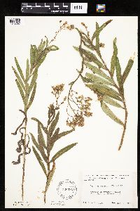 Mulgedium pulchellum image