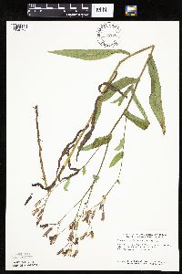 Mulgedium pulchellum image