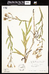 Mulgedium pulchellum image