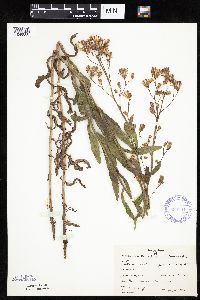 Mulgedium pulchellum image