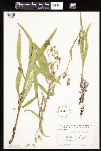 Mulgedium pulchellum image