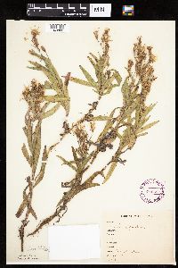 Mulgedium pulchellum image