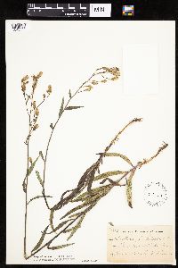 Mulgedium pulchellum image