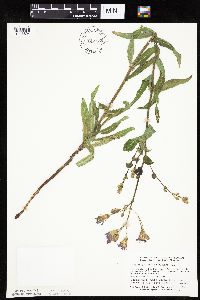 Mulgedium pulchellum image