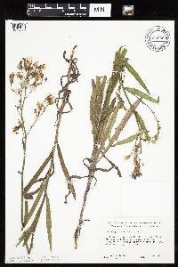 Mulgedium pulchellum image