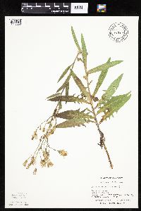 Mulgedium pulchellum image