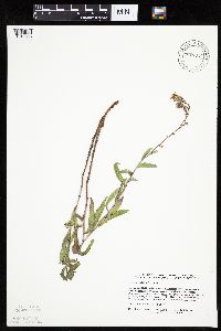 Thumbnail image of current specimen