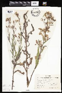 Mulgedium pulchellum image