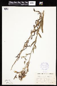 Mulgedium pulchellum image