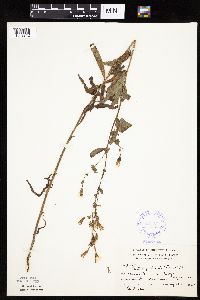 Mulgedium pulchellum image
