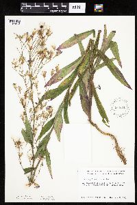 Mulgedium pulchellum image