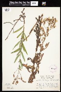 Mulgedium pulchellum image