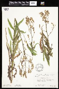 Mulgedium pulchellum image