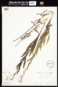 Mulgedium pulchellum image