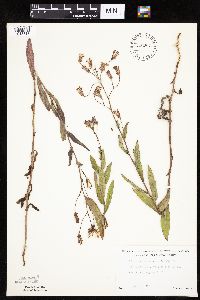 Mulgedium pulchellum image