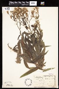 Mulgedium pulchellum image