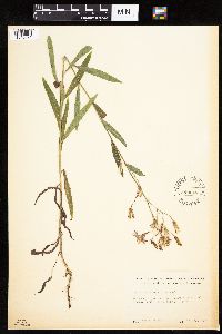 Mulgedium pulchellum image
