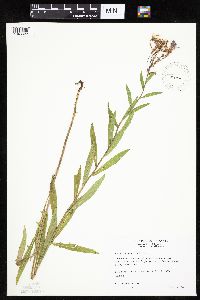 Mulgedium pulchellum image