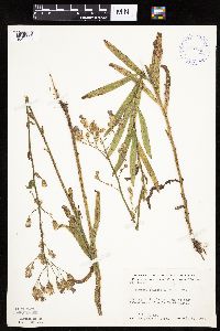 Mulgedium pulchellum image