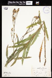 Mulgedium pulchellum image
