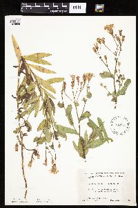 Image of Lactuca pulchella