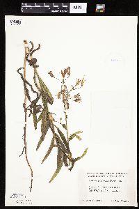 Mulgedium pulchellum image