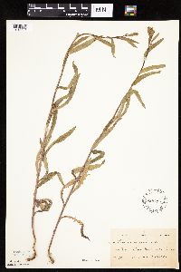 Mulgedium pulchellum image