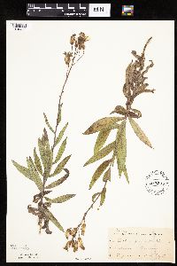 Mulgedium pulchellum image