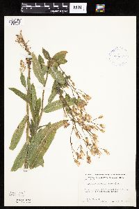Mulgedium pulchellum image