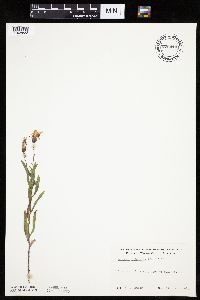 Mulgedium pulchellum image