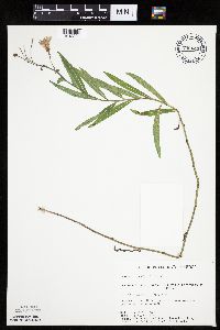 Mulgedium pulchellum image