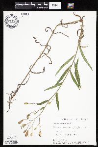 Mulgedium pulchellum image