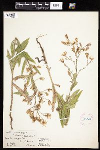 thumbnail image of current specimen
