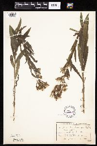 Mulgedium pulchellum image