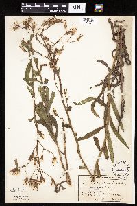 Mulgedium pulchellum image