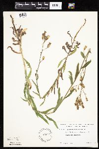 Mulgedium pulchellum image