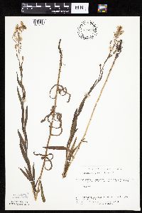 Mulgedium pulchellum image