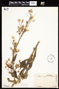 Mulgedium pulchellum image