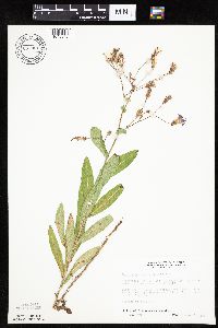 Mulgedium pulchellum image