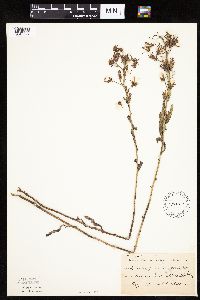 Mulgedium pulchellum image