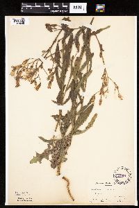 Mulgedium pulchellum image